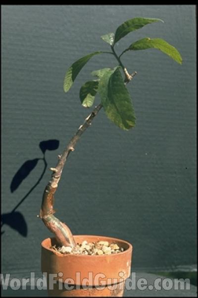 Potted Plant<br>(Location of Picture: Garden, Florida, USA)
