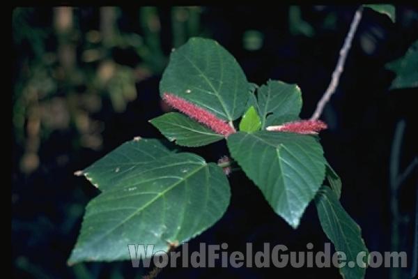 Flowers and Leaves<br>(Location of Picture: Milwaukee Conservatory, Wi, USA)