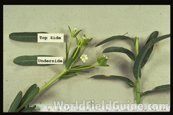 Leaf, Stem,  and Flower - Close View