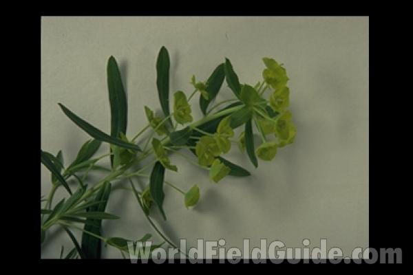Mounted Leaves and Flowers