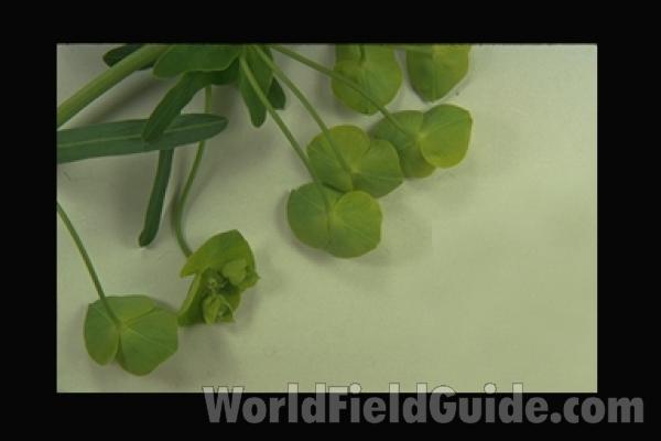 Flowers - Very Close View