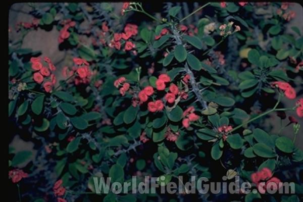 Flowers, Leaves, and Stem<br>(Location of Picture: Milwaukee Conservatory, Wi, USA)
