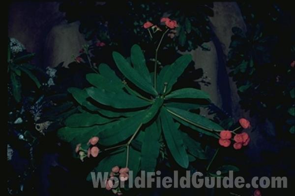 Top Of Plant in  Bloom<br>(Location of Picture: Milwaukee Conservatory, Wi, USA)