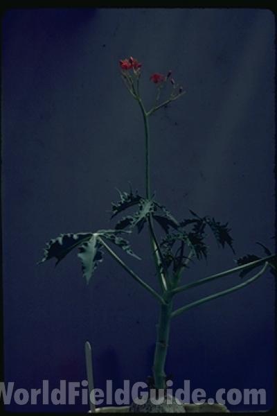 Silhouette - Potted Plant<br>(Location of Picture: Private Garden, Chicago, Il, U)