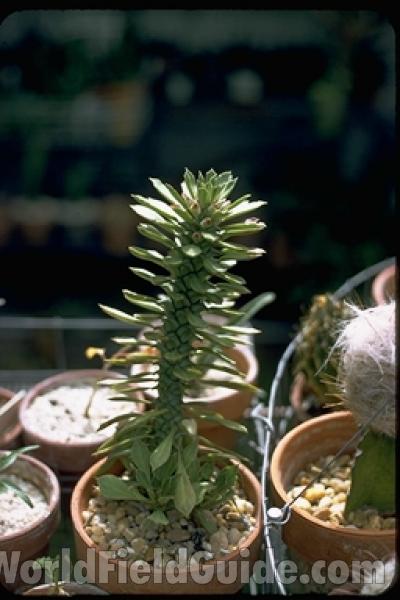 Potted Plant<br>(Location of Picture: Garden, Southern Florida, USA)