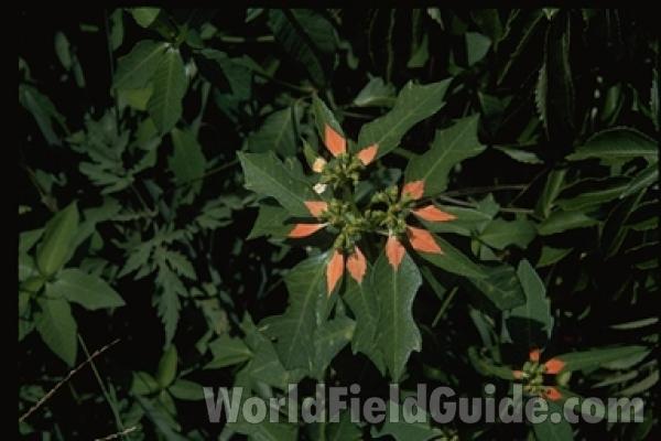 Top Of Plant - Top View (Lobed Leaves and Bracts)<br>(Location of Picture: Palm Beach County, Fl, USA)