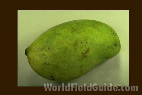 Fruit<br>(Origin of the Specimen: Grocery Store)