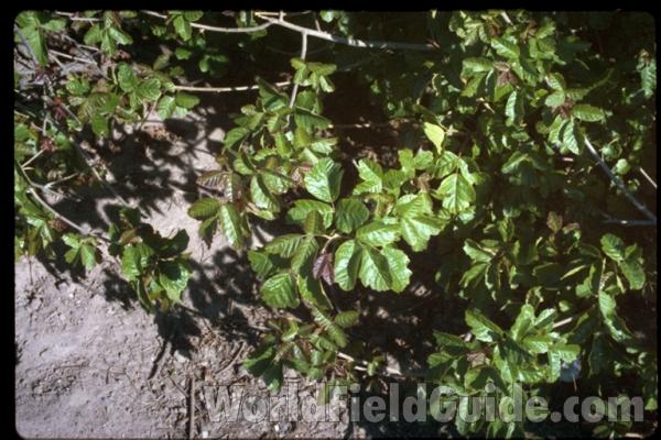 Leaves<br>(Location of Picture: California, USA)