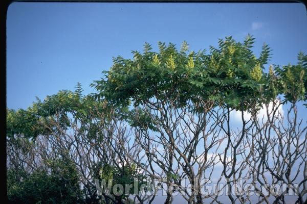 Top Of Plants - Silhouette