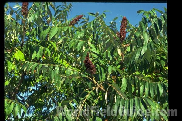 Fruits and Leaves<br>(Location of Picture: Okanogan, Washington, USA)