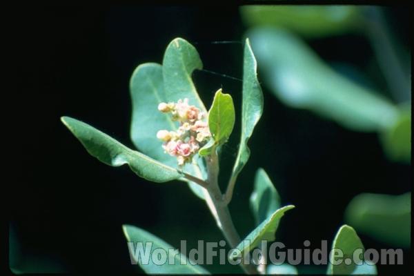 Leaves and Flowers<br>(Location of Picture: California, USA)