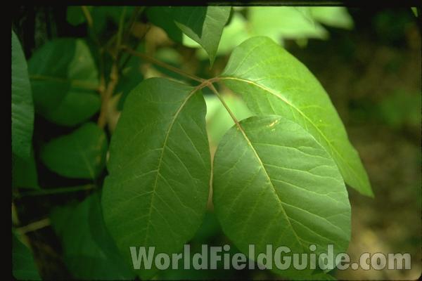 Leaves<br>(Location of Picture: Crab Tree Nature Cen Illinois, USA)