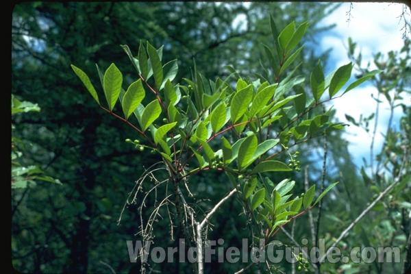 Top Of Plant<br>(Location of Picture: Volo Bog, Illinois, USA)