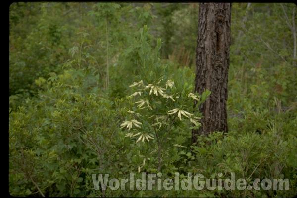 Habitat<br>(Location of Picture: South Carolina, USA)