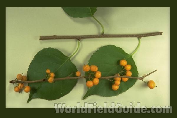 Leaves and Fruit<br>(Origin of the Specimen: Round Lake, Illinois, USA)