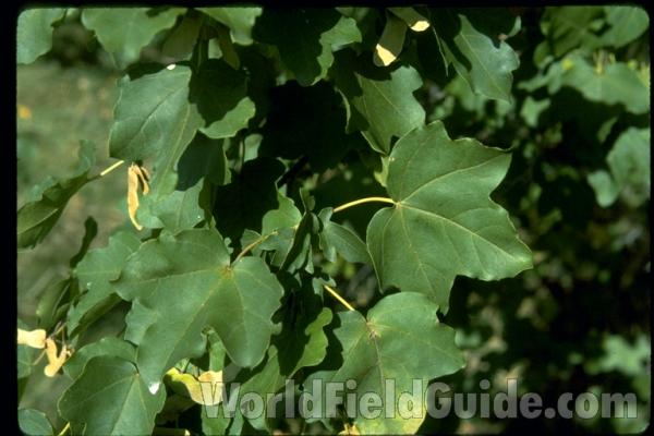 Leaf