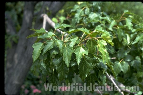 Leaves