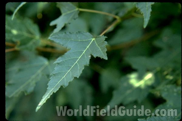 Leaf