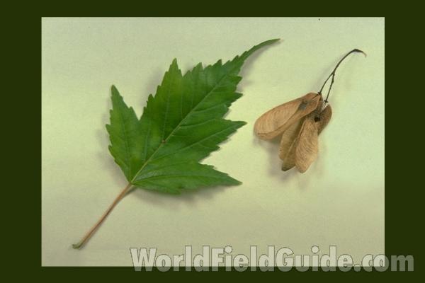 Leaf and Fruit<br>(Origin of the Specimen: Waukegan, Il, USA)