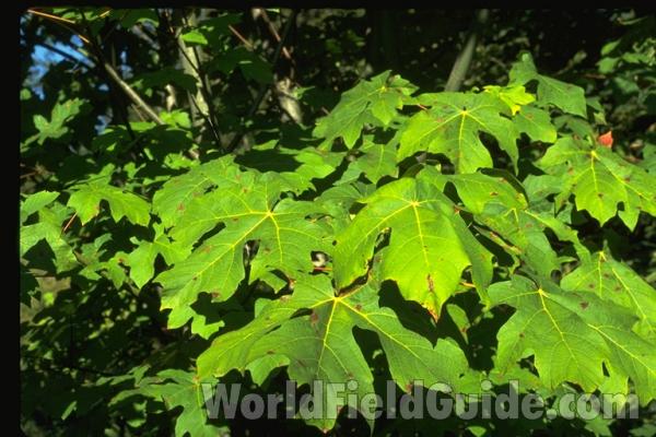 Leaves, Ornamental<br>(Location of Picture: Tacoma, Washington, USA)