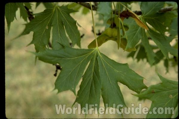 Leaves