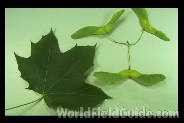 Leaf and Fruits - Cultivated<br>(Origin of the Specimen: Northbrook, Il, USA)
