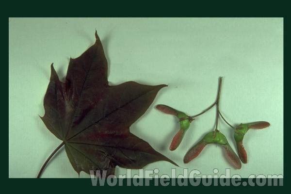 Leaf and Fruit<br>(Location of Picture: Grayslake, Il, USA, , May 15, '81)
