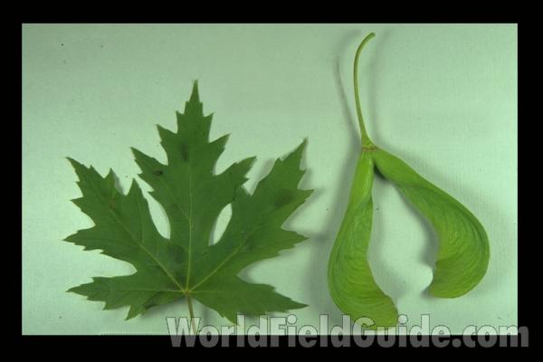 Leaf and Fruits<br>(Origin of the Specimen: Northern Illinois, USA)