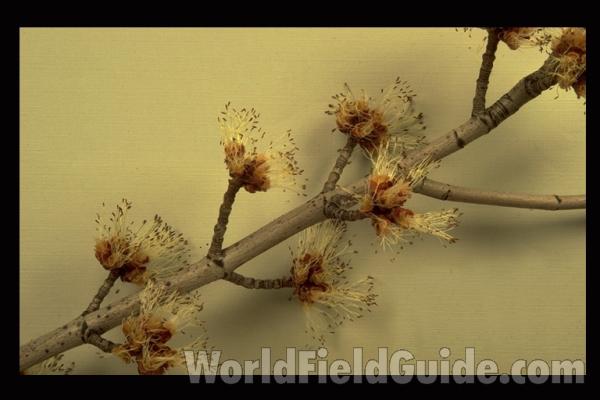 Flowers<br>(Origin of the Specimen: Northern Illinois, USA)