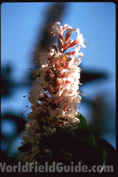 Flowers<br>(Location of Picture: California, USA)
