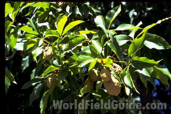 Fruit<br>(Location of Picture: Ornamental, Washington, USA)