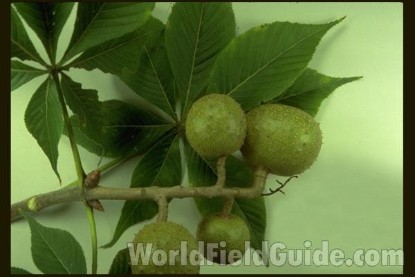 Leaf and Fruit<br>(Origin of the Specimen: Whitnal Botanic Garden)
