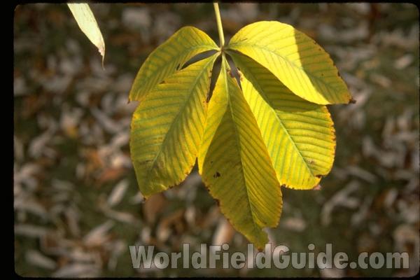 Leaves