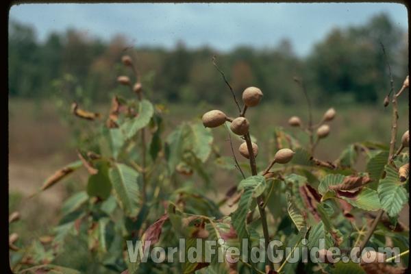 Fruits
