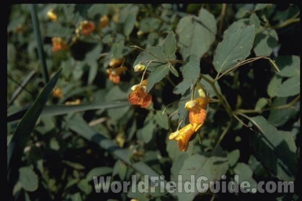 Flowers<br>(Location of Picture: Round Lake, Illinois, USA)