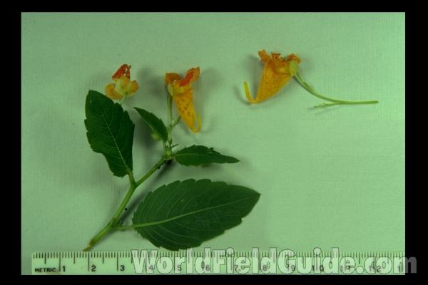 Leaves and Flowers<br>(Origin of the Specimen: Round Lake, Il, USA)