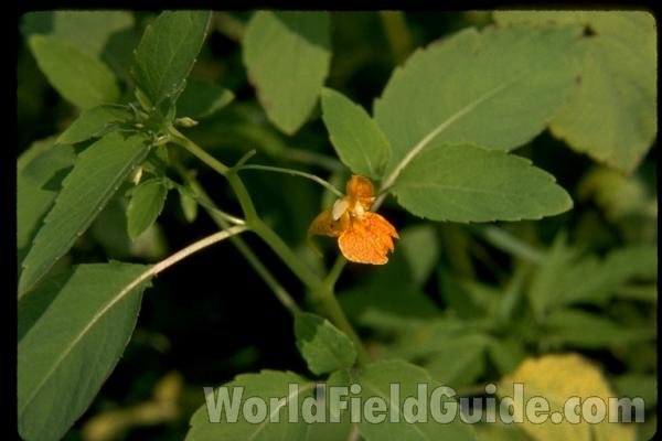 Flower - Front View<br>(Location of Picture: Round Lake, Illinois, USA)