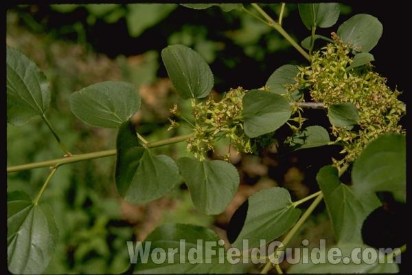 Fruits<br>(Location of Picture: Volo Park, Il,  usa, Aug 31, '04)<br>(Location of Picture: Round Lake, Illinois, USA)