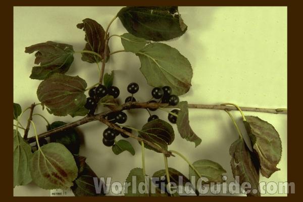 Fruits<br>(Location of Picture: Volo Park, Il,  usa, Aug 31, '04)<br>(Location of Picture: Round Lake, Illinois, USA)<br>(Origin of the Specimen: Round Lake, Il, USA)