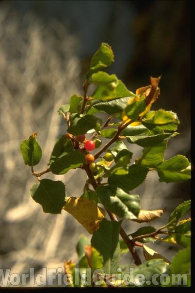 <br>(Location of Picture: Southern California, USA)<br>(Location of Picture: Southern California, USA)