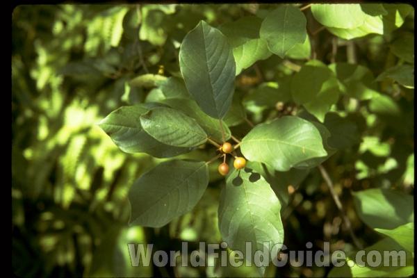 Habitat View<br>(Location of Picture: Volo, Illinois, USA)