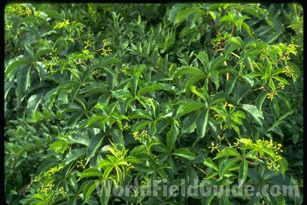 Leaves With Flowers<br>(Location of Picture: Round Lake, Il, USA June 28, '05)<br>(Location of Picture: Okanogan, Washington, USA)