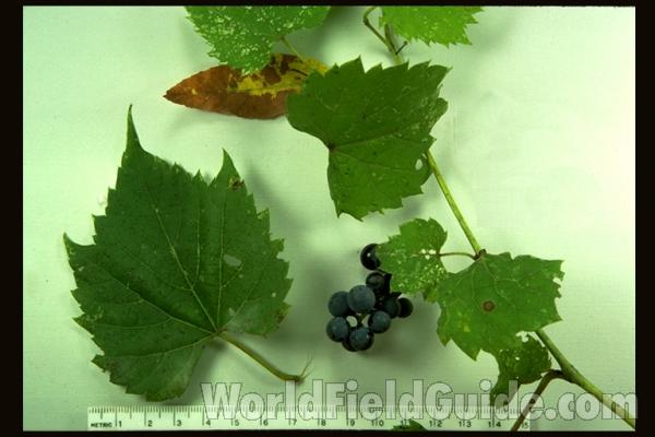 Leaves and Fruit<br>(Location of Picture: Round Lake, Illinois, USA)
