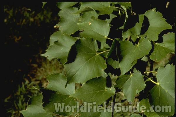 Leaves<br>(Location of Picture: Morton Arboretum, Il, USA)