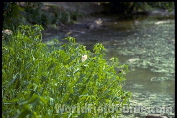 Habitat View<br>(Location of Picture: Fish Hatchery, Athens Texas, USA)<br>(Location of Picture: Crab Tree Nature Cntr, Il, USA)