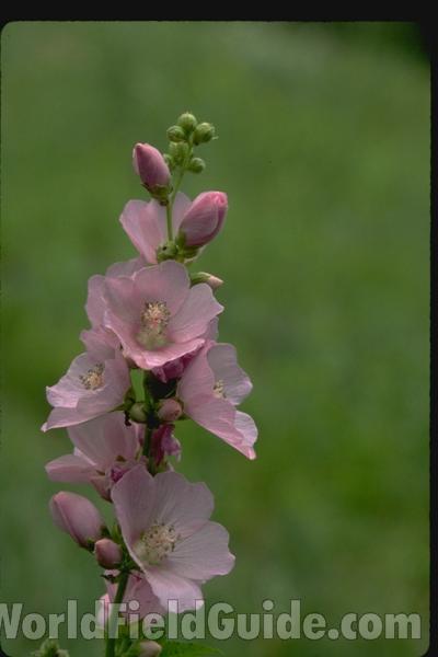 Flower - Front View<br>(Location of Picture: Salmon Creek, Washington, USA)<br>(Location of Picture: Yellowstone Park, USA)