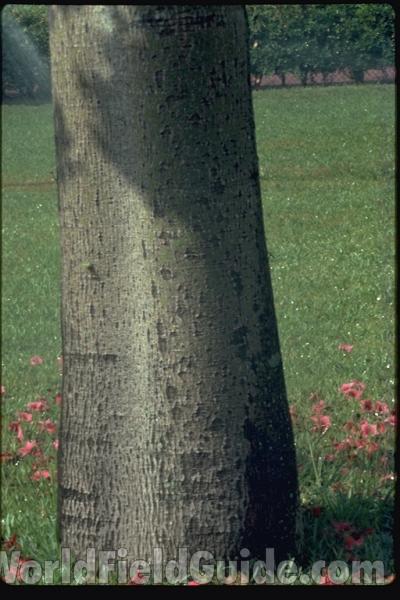 Trunk<br>(Location of Picture: Garden, Florida, USA)