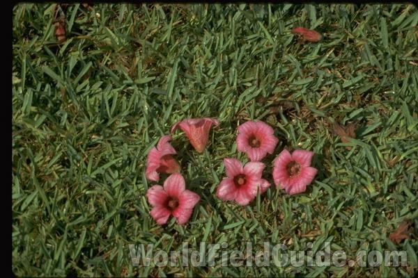 Flowers<br>(Location of Picture: Garden, Florida, USA)