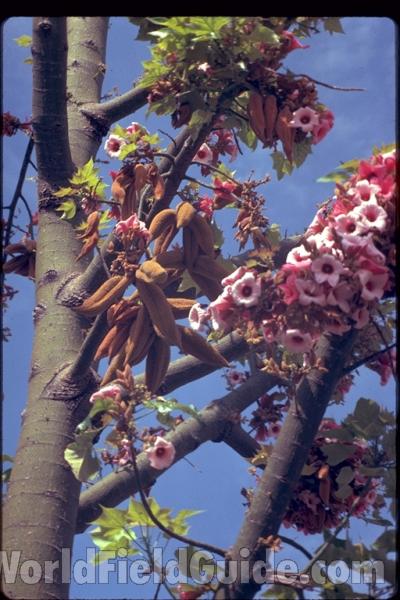 Fruit<br>(Location of Picture: Garden, Florida, USA)
