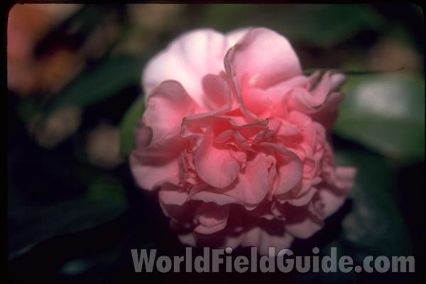 Ornamental<br>(Location of Picture: Vancouver, Canada)<br>(Location of Picture: Garfield Conservatory, Il, USA)